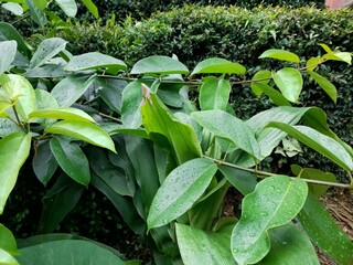 Closeup green leaves background, Overlay fresh leaf pattern, Natural foliage textured and background. Nature of green leaf in garden at summer. Natural green leaves plants using as spring background.