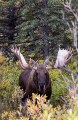 Alaska Yukon Bull Moose in Denali National Park Alaska in Autumn