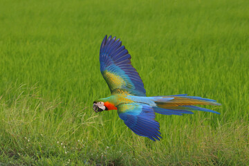 Colorful Catalina Macaw parrot flying on the rice fields. Free flying bird