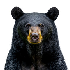 Fototapeta premium A black bear with a yellow nose on transparent background.