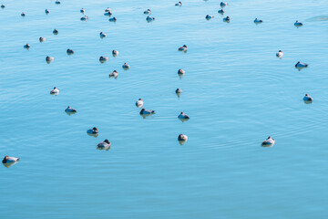 琵琶湖の美しい紅葉