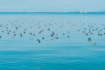 琵琶湖の美しい紅葉