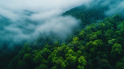 Lush green forest covered in mist on the slopes of Ailao Mountain in China