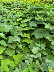 Fototapeta premium nature background - green kudzu leaves