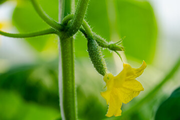 Small cucumber growing on a vine with a yellow flower in a greenhouse or garden setting, showcasing the early stages of cucumber development