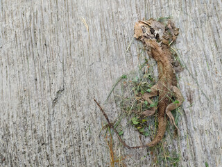 Chameleon carcass on concrete surface.
