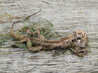 Chameleon carcass on concrete surface.