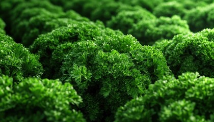 Mastering Parsley Planting Seasonal Gardening Strategies for Abundant, Vibrant Harvests Discover expert tips and techniques for optimal parsley growth, ensuring lush, healthy plants throughout the