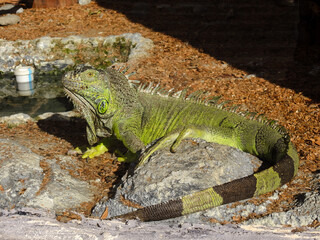 iguana on the rock