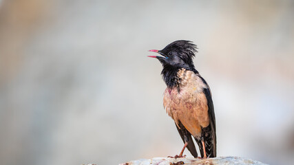 Rosy starling calling - Pastor roseus