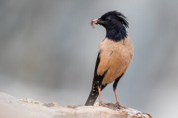 Rosy starling in flight - Pastor roseus