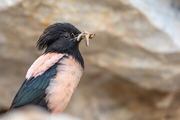 Rosy starling with prey - Pastor roseus