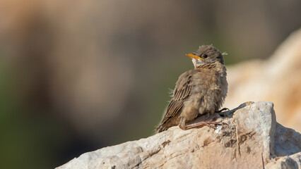 Rosy Starling chick perched on rock