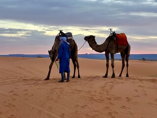 camels in the desert