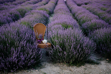 lavender farm flower 