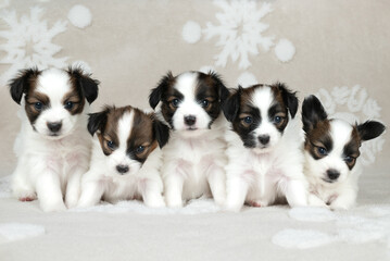 five little puppy breeds papillon on gray background