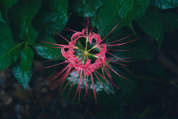 【リコリス】秋に咲く真っ赤な彼岸花