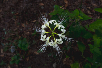 【リコリス】秋に咲く白い彼岸花