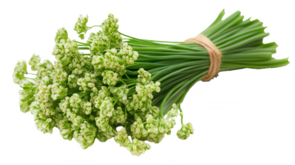 Fresh Chive Harvest Bundled Green Stalks and Flowers