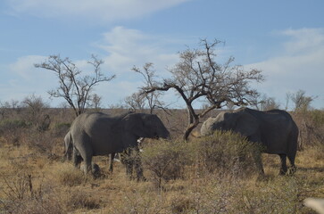 Fototapeta premium Elephant Family in the African Savanna