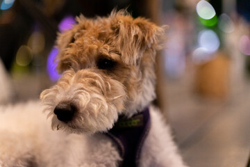 A charming Wire Fox Terrier joyfully explores a pedestrian pathway under the serene night sky. This adorable purebred canine, with its signature wiry coat and playful demeanor, embodies elegance