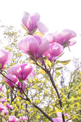 Pink magnolia flowers. Flower bud on a tree branch in the garden. Spring blooming nature