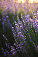 lavender field region