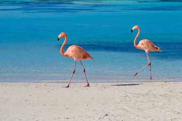 Fototapeta premium Flamingos walking on beach of Renaissance Island Aruba