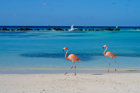 Flamingos walking on beach of Renaissance Island Aruba