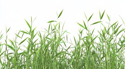 Naklejka premium Fresh Green Grass in Nature's Embrace