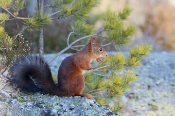 Red squirrel