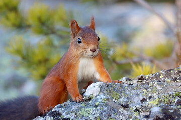 Red squirrel
