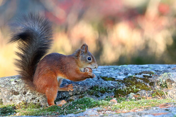 Red squirrel