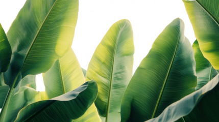 Lush Green Banana Leaves, Tropical Foliage, Sunlight, Nature