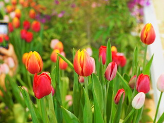 Multi-colored tulips are planted together in flower beds. Tulipa hybrids come in red, orange, yellow, pink, white and many colors in same flower, often blooming in spring. Meanings:love, good wishes
