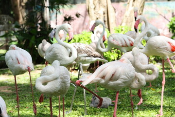 Flamingos rest during day, some sitting with their legs folded, stand on one leg, some standing, have young birds. Greater Flamingo : long neck and legs, red wing covers, black flight feathers
