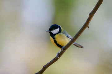 tit sitting on a tree branch against a blurred background