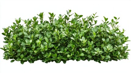 Obraz premium Dense Green Bush for Landscaping