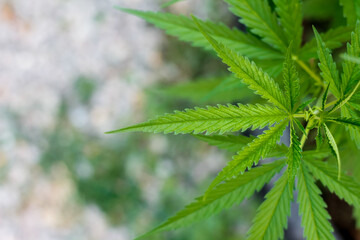 Cannabis is a substance intended to be used as a psychotropic drug and as a medicine for treatment, Marijuana in pharmacology also contains substances that are psychotropic and reduce depression.