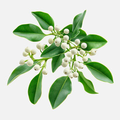 Fresh green leaves with white berries on a light background ideal for nature themes and botanical illustrations or design inspirations in harmonious settings