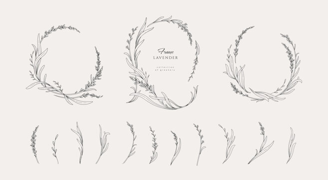 Set of lavender calligraphic design elements, floral frame and graceful branches. Wedding wildflowers for invitation save the date card. Botanical feminine rustic vector illustration.