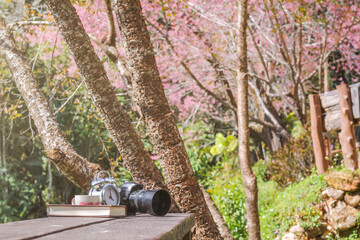 Camera and Bible placed on a wooden terrace beneath the blooming pink blossoms of cherry blossoms in the morning.