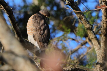 Red shouldered hawk perched in tree on a sunny day with blue sky. 