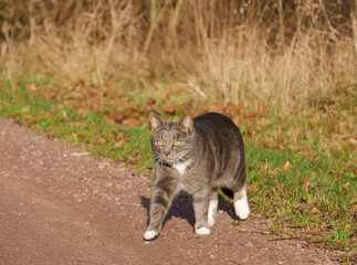 Obraz premium Cat walking around outdoors in autumn