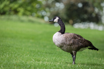 Canada goose on a green grass in the park.