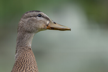 Headshot of female mallard -anas platyrhynchos. Nature wildlife mallard duck on a ground.