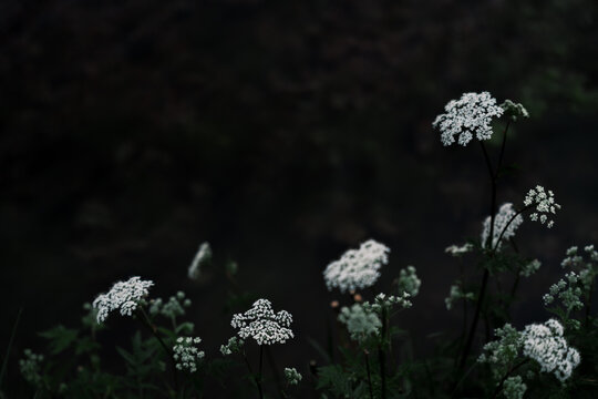 Dark academia and gothic style background with white flowers, abstract moody floral background