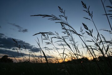 Silhouetted prairie grasses sway gently in the twilight breeze, a serene sunset painting the sky with soft hues of orange and purple.