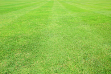green grass field