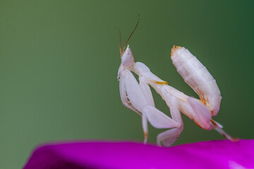 Hymenopus coronatus is a mantis from the tropical forests of Southeast Asia. It is known by various...
